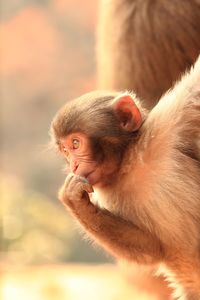 Close-up of monkey looking away