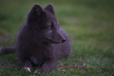 Arctic fox in his summer fur