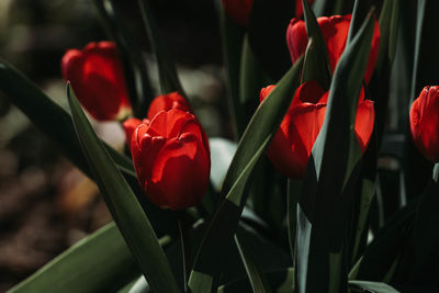 Close-up of red tulip