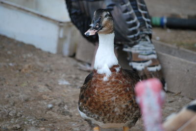 Close-up of bird eating outdoors