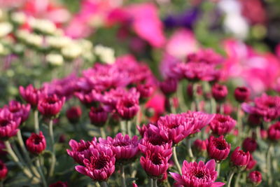 Close-up of pink flowering plants