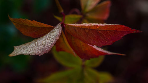 Close-up of maple leaf during autumn