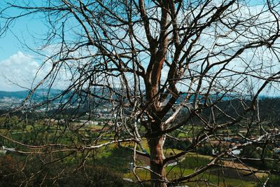 Bare tree in forest against sky