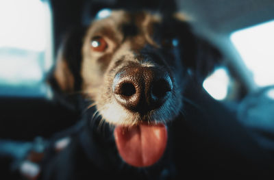 Close-up portrait of dog 