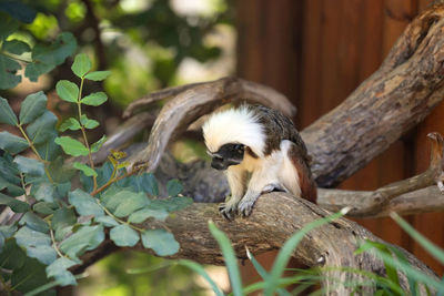 View of a bird on tree