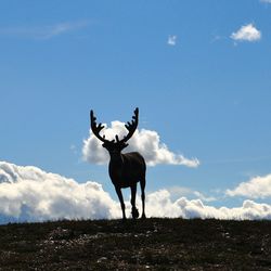 Deer standing on field against sky