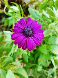 Close-up of purple coneflower blooming outdoors