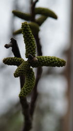 Close-up of fresh green leaf