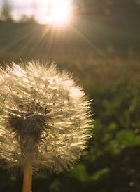 Close-up of dandelion flower