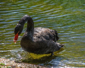 Close-up of swan swimming in lake