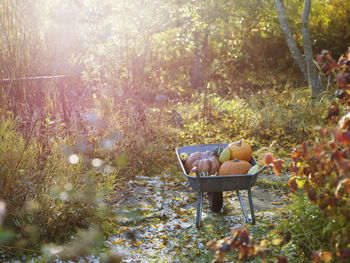 Pumpkins in wheel barrow in garden, varmdo, uppland, sweden