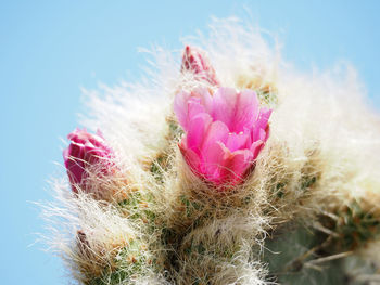 Close-up of pink cactus against sky