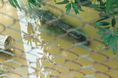 High angle view of crocodile swimming in lake