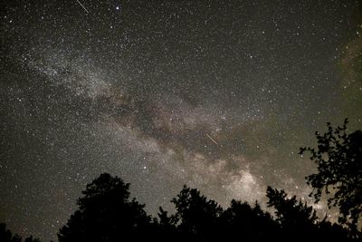 Low angle view of silhouette trees against sky at night