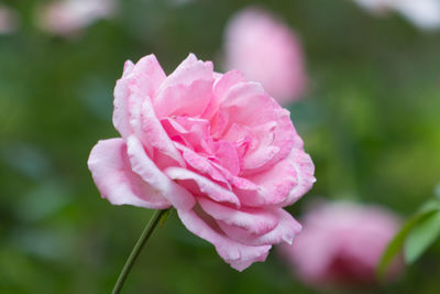 Close-up of pink rose