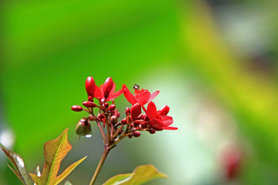 Close-up of insect on red flower