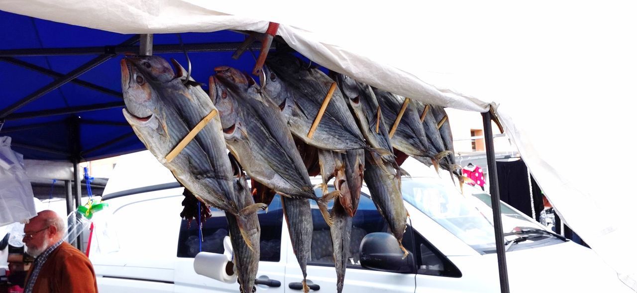 LOW ANGLE VIEW OF FISH HANGING AT MARKET