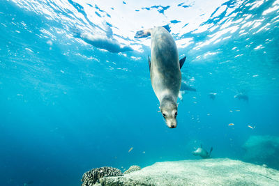 Duck swimming in sea