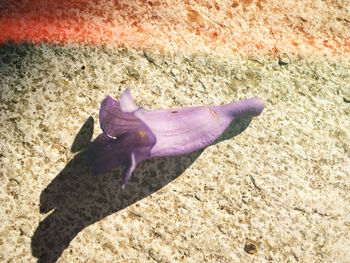 High angle view of butterfly on sand