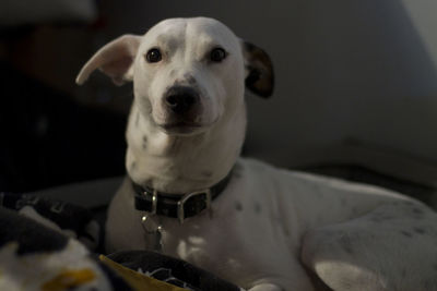 Close-up portrait of dog