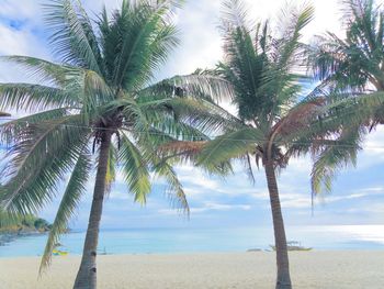 Palm trees on beach against sky