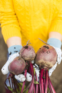 Close-up of hand holding vegetable