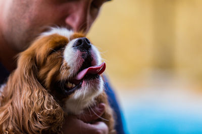 Close-up of dog sticking out tongue