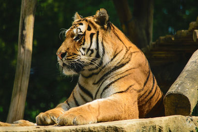Tiger looking away in zoo