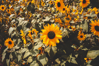 Close-up of yellow flowering plants