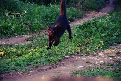 Cat on dirt road