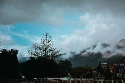 Trees in city against sky