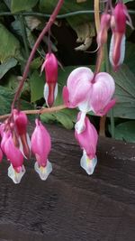 Close-up of pink flowering plant