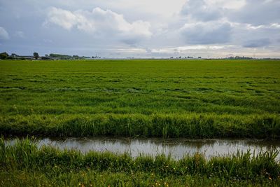 Scenic view of agricultural field against sky