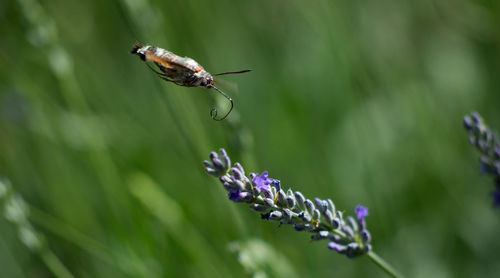 Insect buzzing by lavender