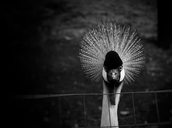 Close-up portrait of a bird