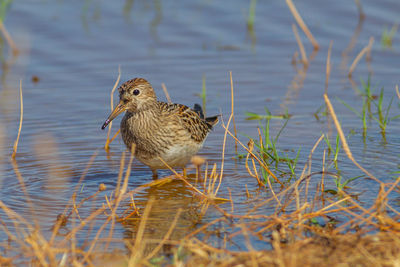 Bird on a lake
