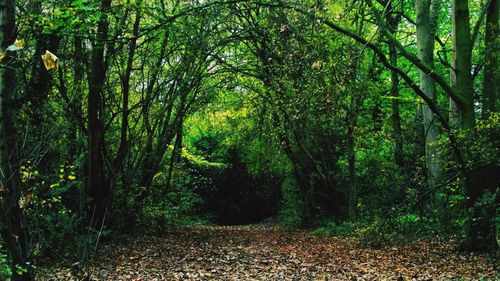 Trees in forest