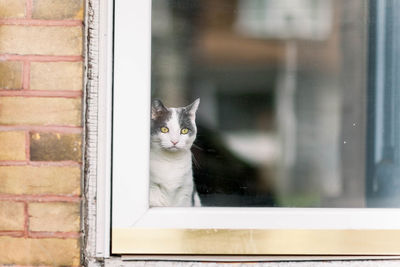 Portrait of a cat looking through window