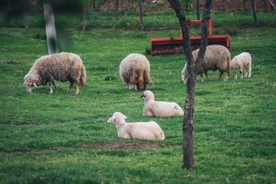 Sheep in farm