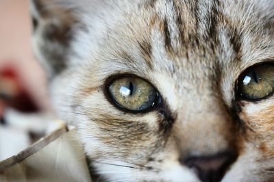 Close-up portrait of cat