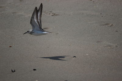 Low angle view of seagulls flying over land