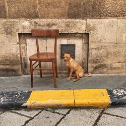 Dog sitting on sidewalk