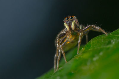 Close-up of spider