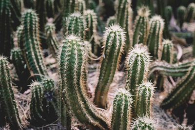 Close-up of succulent plant on field