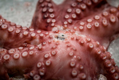 Close-up of fresh octopus in fish market
