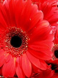 Full frame shot of red flower