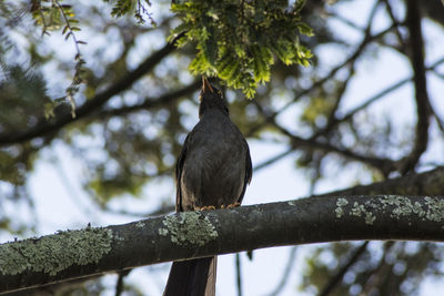 Low angle view of bird perching on tree against sky