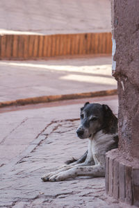 Dog resting on wood