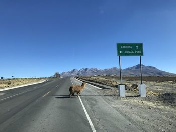 Road sign against the sky, peru, alpaca on street