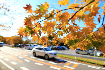 Autumn leaves on road in city